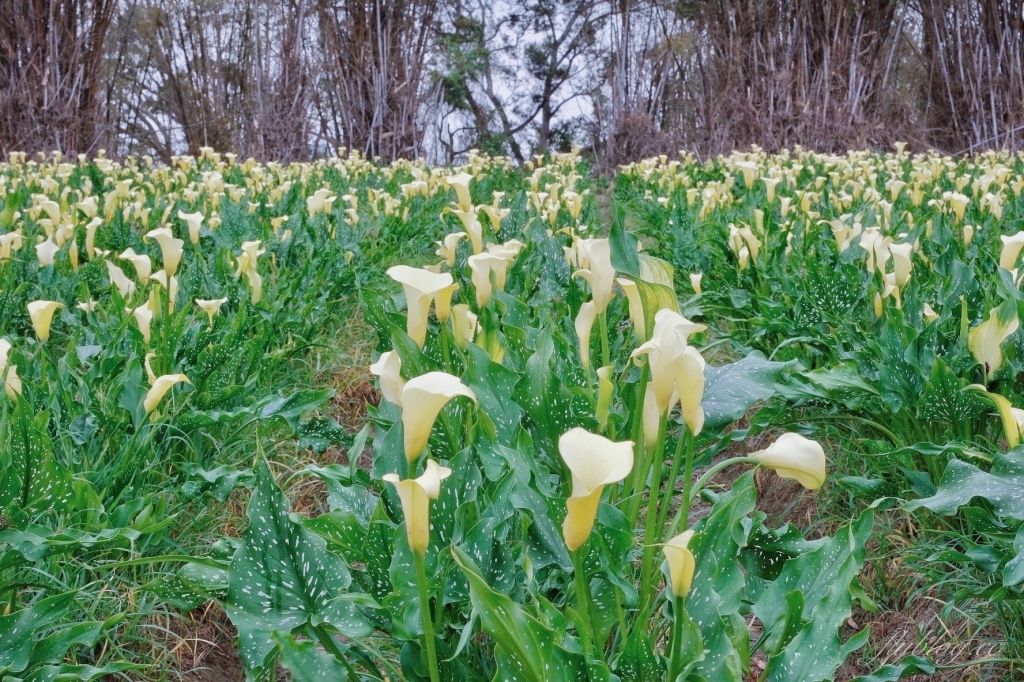 台中外埔｜黃色海芋田．外埔海芋季開跑了，黃澄澄一片超療癒 @飛天璇的口袋