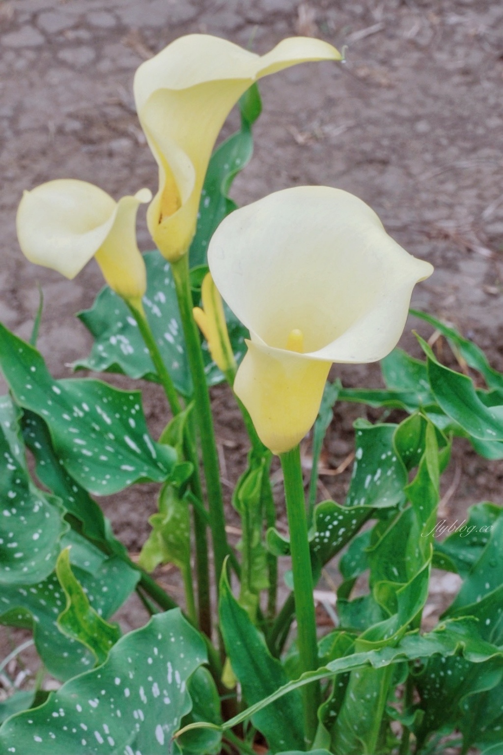 台中外埔｜黃色海芋田．外埔海芋季開跑了，黃澄澄一片超療癒 @飛天璇的口袋