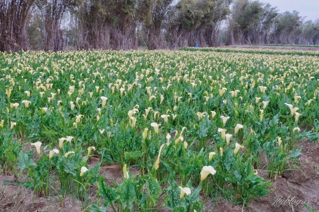 台中外埔｜黃色海芋田．外埔海芋季開跑了，黃澄澄一片超療癒 @飛天璇的口袋