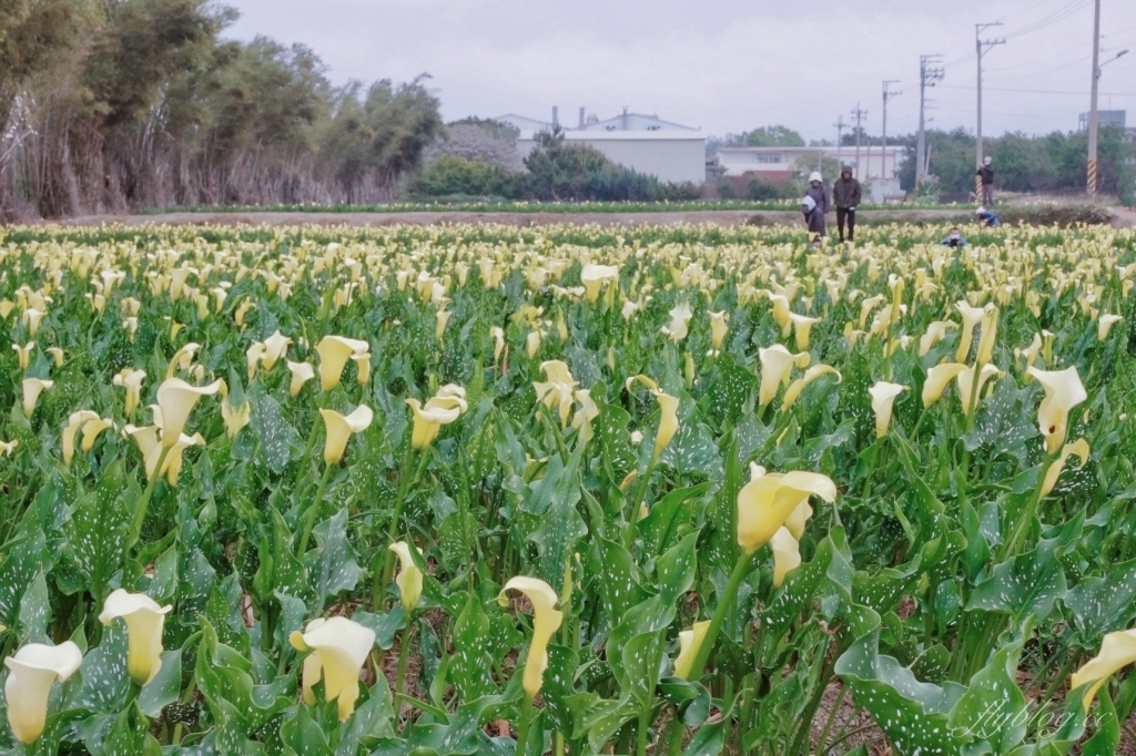 台中外埔｜黃色海芋田．外埔海芋季開跑了，黃澄澄一片超療癒 @飛天璇的口袋