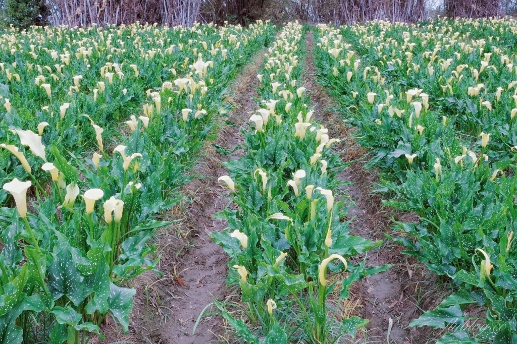 台中外埔｜黃色海芋田．外埔海芋季開跑了，黃澄澄一片超療癒 @飛天璇的口袋