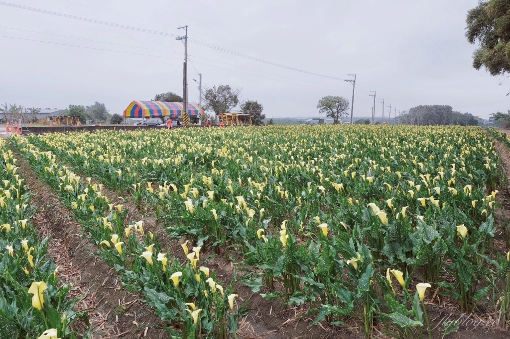 台中外埔｜黃色海芋田．外埔海芋季開跑了，黃澄澄一片超療癒 @飛天璇的口袋