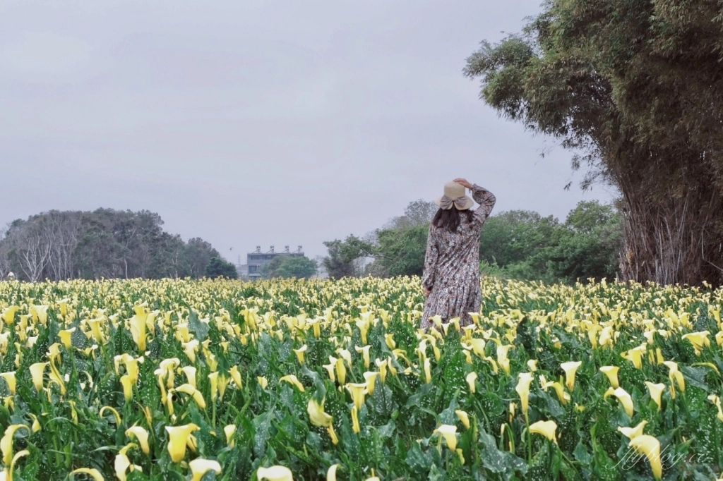 台中外埔｜黃色海芋田．外埔海芋季開跑了，黃澄澄一片超療癒 @飛天璇的口袋