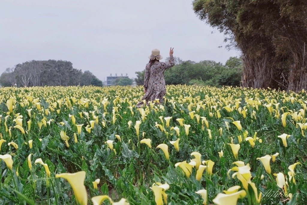 台中外埔｜黃色海芋田．外埔海芋季開跑了，黃澄澄一片超療癒 @飛天璇的口袋