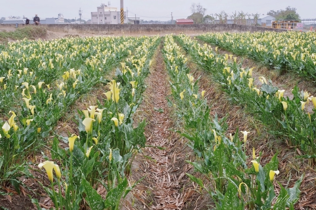 台中外埔｜黃色海芋田．外埔海芋季開跑了，黃澄澄一片超療癒 @飛天璇的口袋