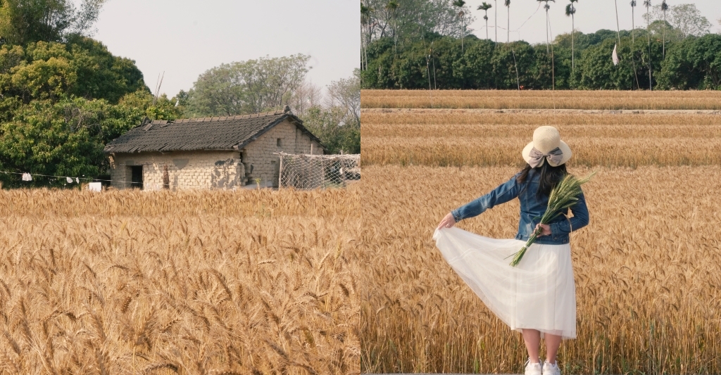 台中大雅｜大雅麥田 小麥文化節登場，隨風搖曳金黃色麥田，如詩如畫的悠逸景緻 @飛天璇的口袋