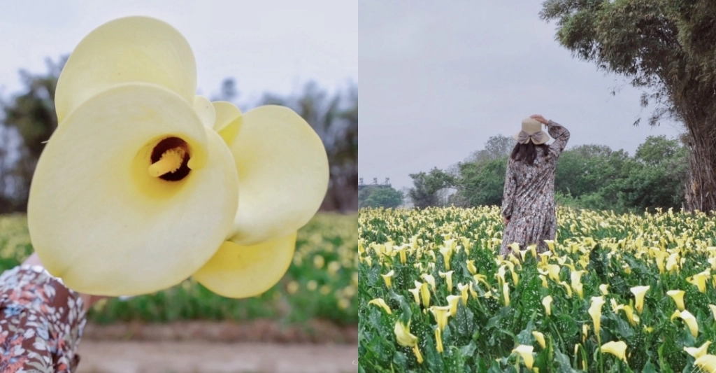 台中外埔｜黃色海芋田．外埔海芋季開跑了，黃澄澄一片超療癒 @飛天璇的口袋