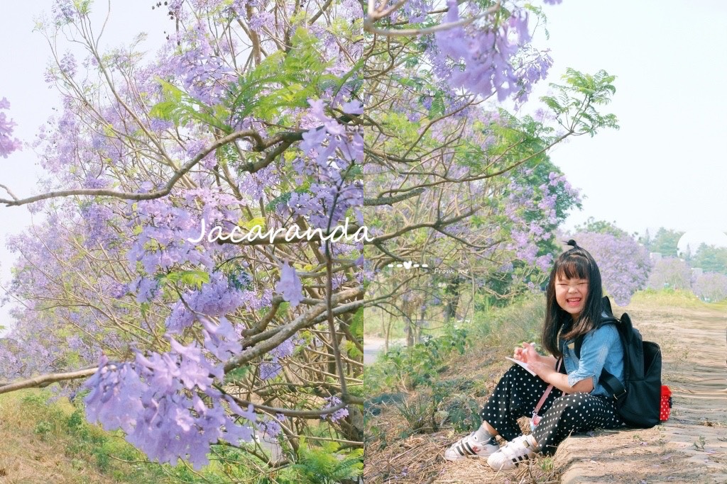 【嘉義東區】 嘉義藍花楹隧道：盧厝堤防藍花楹漸開中，紫色浪漫綿延800公尺 @飛天璇的口袋