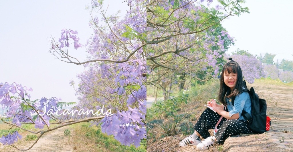 【嘉義東區】 嘉義藍花楹隧道：盧厝堤防藍花楹漸開中，紫色浪漫綿延800公尺 @飛天璇的口袋