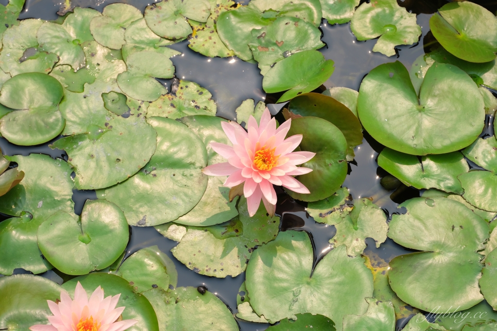 彰化田尾|田尾旅人小屋舒宿,彰化田尾鳶尾花季,浪漫唯美的鳶尾花秘境 @飛天璇的口袋 彰化田尾|田尾旅人小屋舒宿,彰化田尾鳶尾花季,浪漫唯美的鳶尾花秘境 @飛天璇的口袋