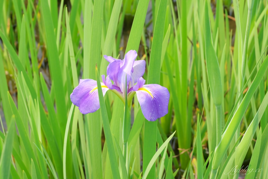 彰化田尾｜田尾旅人小屋舒宿，彰化田尾鳶尾花季，浪漫唯美的鳶尾花秘境 @飛天璇的口袋