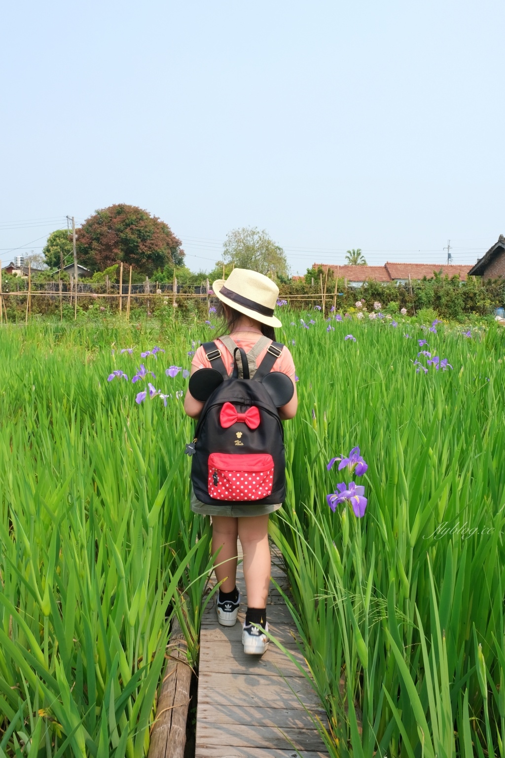 彰化田尾|田尾旅人小屋舒宿,彰化田尾鳶尾花季,浪漫唯美的鳶尾花秘境 @飛天璇的口袋 彰化田尾|田尾旅人小屋舒宿,彰化田尾鳶尾花季,浪漫唯美的鳶尾花秘境 @飛天璇的口袋