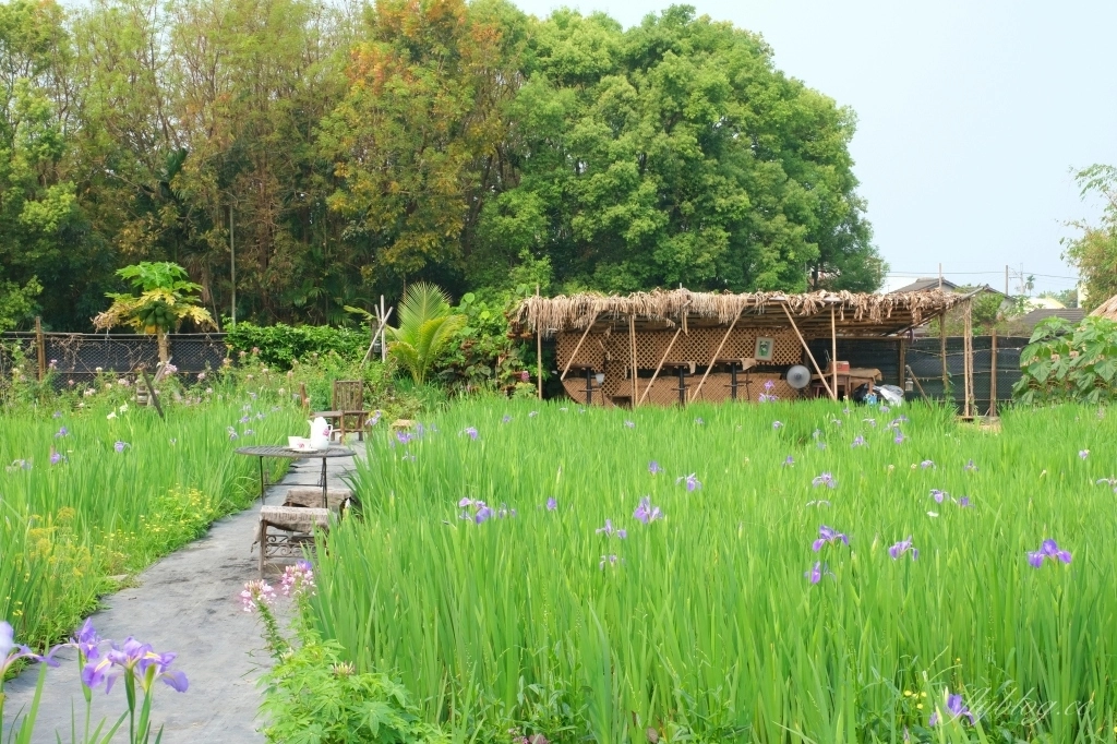 彰化田尾|田尾旅人小屋舒宿,彰化田尾鳶尾花季,浪漫唯美的鳶尾花秘境 @飛天璇的口袋 彰化田尾|田尾旅人小屋舒宿,彰化田尾鳶尾花季,浪漫唯美的鳶尾花秘境 @飛天璇的口袋