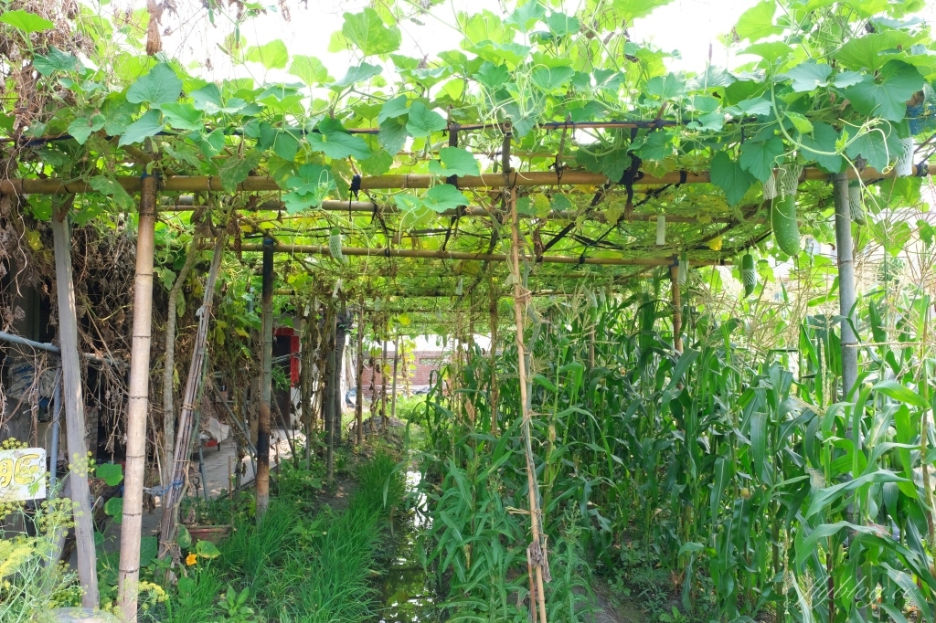 彰化田尾|田尾旅人小屋舒宿,彰化田尾鳶尾花季,浪漫唯美的鳶尾花秘境 @飛天璇的口袋 彰化田尾|田尾旅人小屋舒宿,彰化田尾鳶尾花季,浪漫唯美的鳶尾花秘境 @飛天璇的口袋