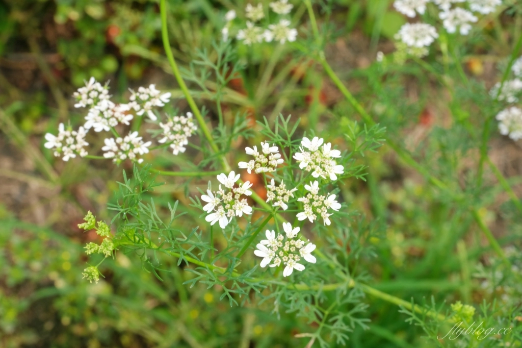 彰化田尾|田尾旅人小屋舒宿,彰化田尾鳶尾花季,浪漫唯美的鳶尾花秘境 @飛天璇的口袋 彰化田尾|田尾旅人小屋舒宿,彰化田尾鳶尾花季,浪漫唯美的鳶尾花秘境 @飛天璇的口袋