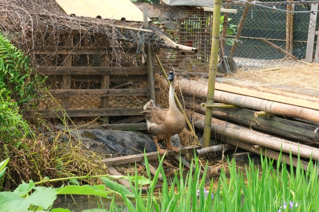 彰化田尾|田尾旅人小屋舒宿,彰化田尾鳶尾花季,浪漫唯美的鳶尾花秘境 @飛天璇的口袋 彰化田尾|田尾旅人小屋舒宿,彰化田尾鳶尾花季,浪漫唯美的鳶尾花秘境 @飛天璇的口袋