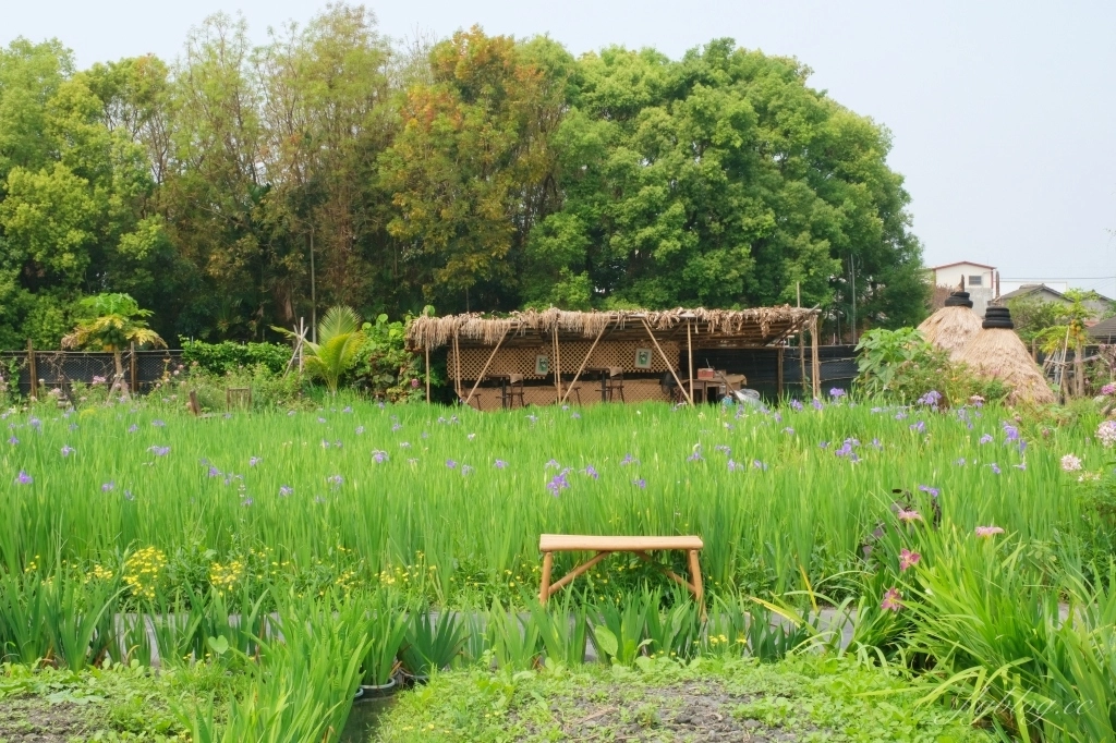 彰化田尾｜田尾旅人小屋舒宿，彰化田尾鳶尾花季，浪漫唯美的鳶尾花秘境 @飛天璇的口袋