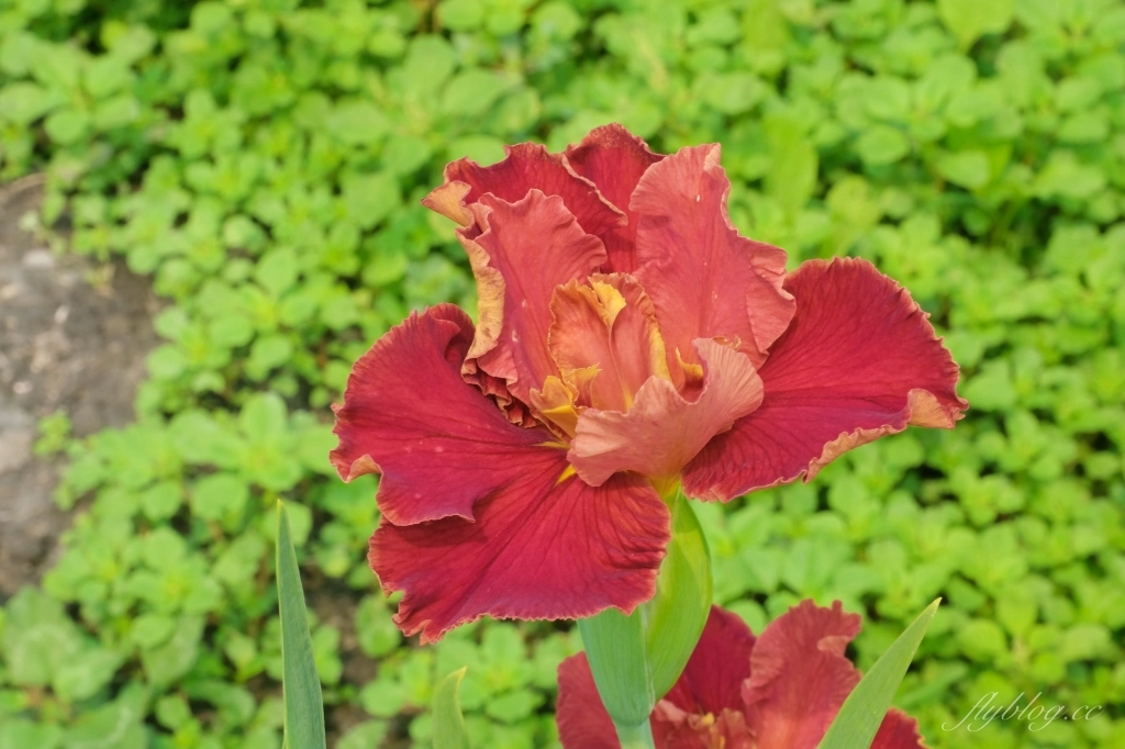 彰化田尾|田尾旅人小屋舒宿,彰化田尾鳶尾花季,浪漫唯美的鳶尾花秘境 @飛天璇的口袋 彰化田尾|田尾旅人小屋舒宿,彰化田尾鳶尾花季,浪漫唯美的鳶尾花秘境 @飛天璇的口袋