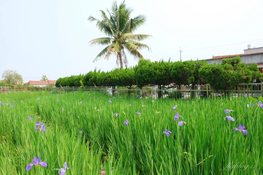 彰化田尾|田尾旅人小屋舒宿,彰化田尾鳶尾花季,浪漫唯美的鳶尾花秘境 @飛天璇的口袋 彰化田尾|田尾旅人小屋舒宿,彰化田尾鳶尾花季,浪漫唯美的鳶尾花秘境 @飛天璇的口袋