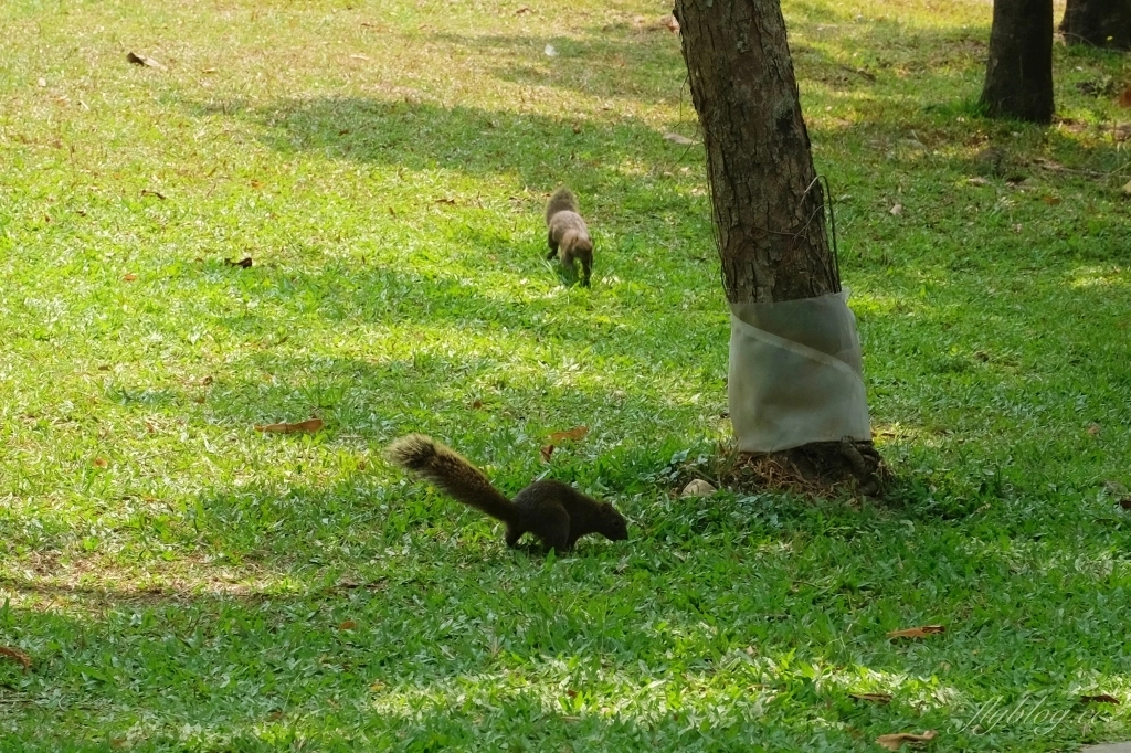台中北屯舊社公園｜搭乘台中捷運松竹站下車即到，綠意盎然充滿綠意的生態公園 @飛天璇的口袋