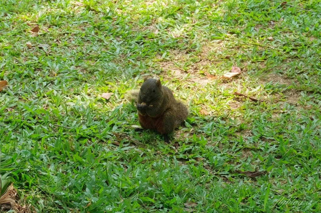 台中北屯舊社公園｜搭乘台中捷運松竹站下車即到，綠意盎然充滿綠意的生態公園 @飛天璇的口袋