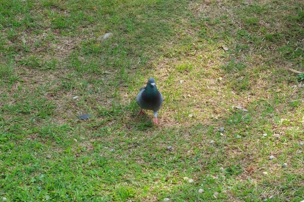 台中北屯舊社公園｜搭乘台中捷運松竹站下車即到，綠意盎然充滿綠意的生態公園 @飛天璇的口袋
