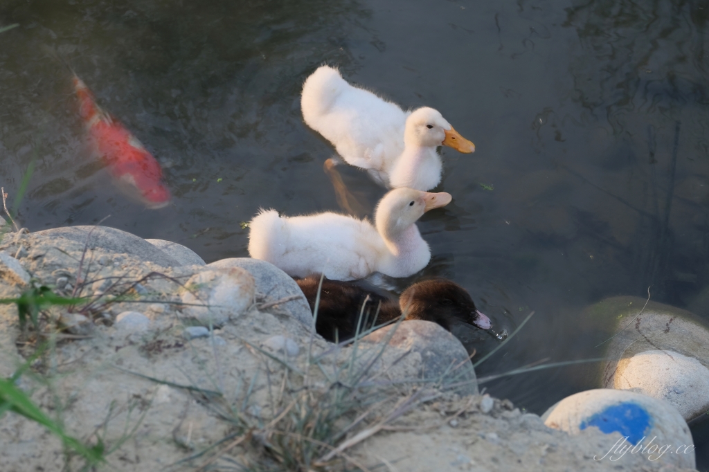 台中南屯｜黎新公園，可愛的大西瓜攀架共融式公園，台中南屯最佳大自然生態教室 @飛天璇的口袋