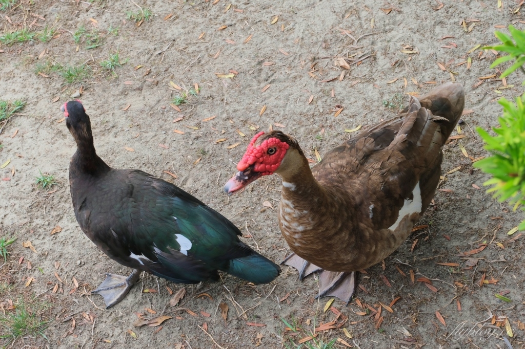 豐樂雕塑公園｜台灣第一座公立露天雕塑公園，台中捷運步行5分鐘抵達 @飛天璇的口袋