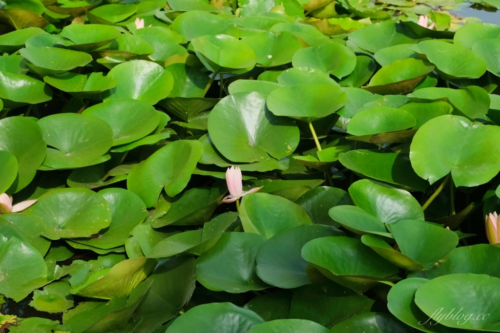 豐樂雕塑公園｜台灣第一座公立露天雕塑公園，台中捷運步行5分鐘抵達 @飛天璇的口袋