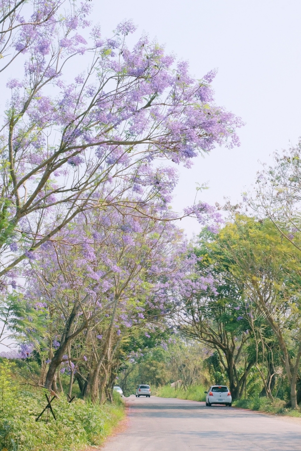 【嘉義東區】 嘉義藍花楹隧道：盧厝堤防藍花楹漸開中，紫色浪漫綿延800公尺 @飛天璇的口袋