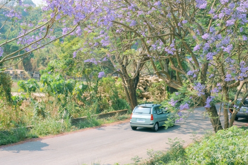 【嘉義東區】 嘉義藍花楹隧道：盧厝堤防藍花楹漸開中，紫色浪漫綿延800公尺 @飛天璇的口袋