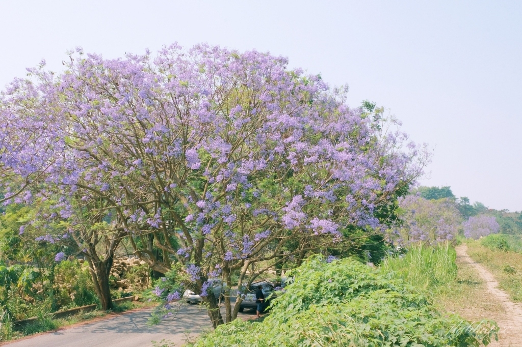 【嘉義東區】 嘉義藍花楹隧道：盧厝堤防藍花楹漸開中，紫色浪漫綿延800公尺 @飛天璇的口袋