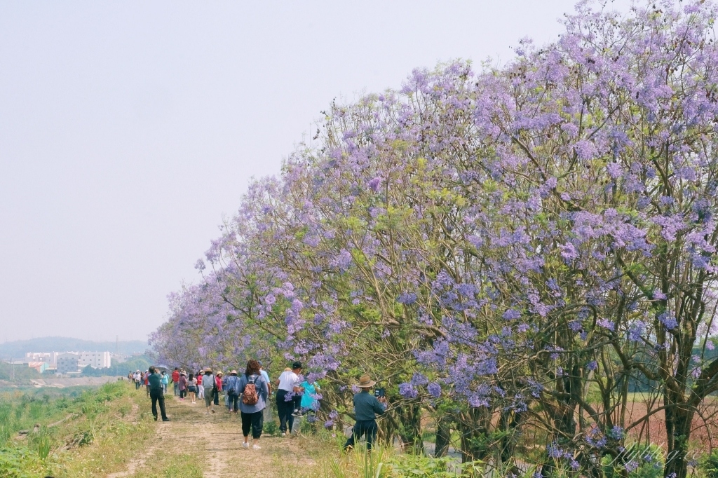 【嘉義東區】 嘉義藍花楹隧道：盧厝堤防藍花楹漸開中，紫色浪漫綿延800公尺 @飛天璇的口袋
