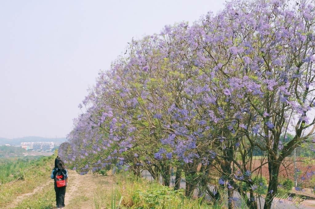 【嘉義東區】 嘉義藍花楹隧道：盧厝堤防藍花楹漸開中，紫色浪漫綿延800公尺 @飛天璇的口袋