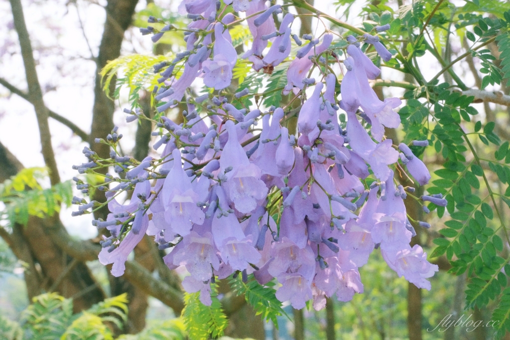 【嘉義東區】 嘉義藍花楹隧道：盧厝堤防藍花楹漸開中，紫色浪漫綿延800公尺 @飛天璇的口袋