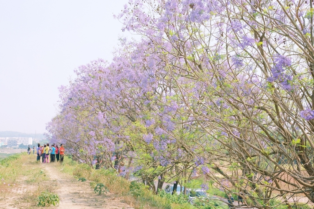【嘉義東區】 嘉義藍花楹隧道：盧厝堤防藍花楹漸開中，紫色浪漫綿延800公尺 @飛天璇的口袋