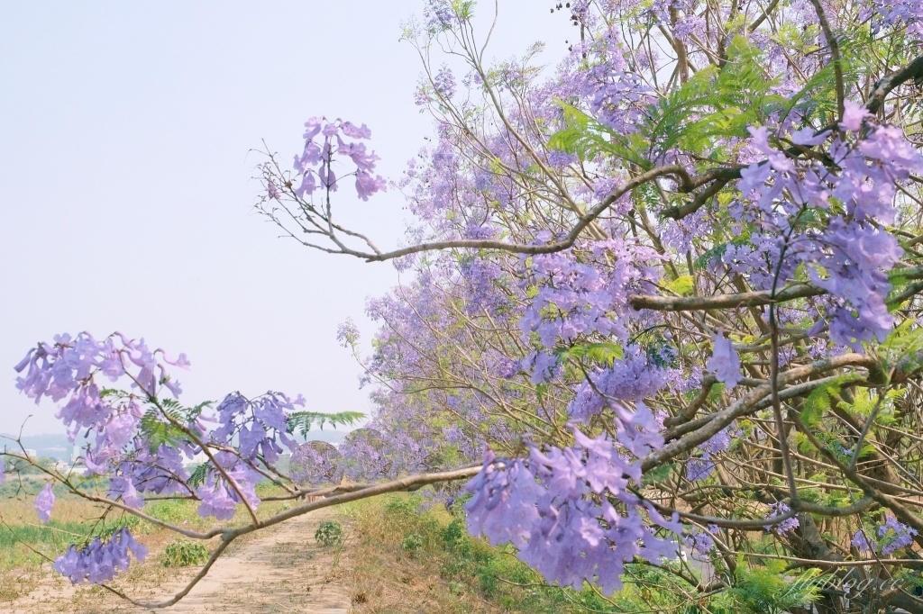 【嘉義東區】 嘉義藍花楹隧道：盧厝堤防藍花楹漸開中，紫色浪漫綿延800公尺 @飛天璇的口袋
