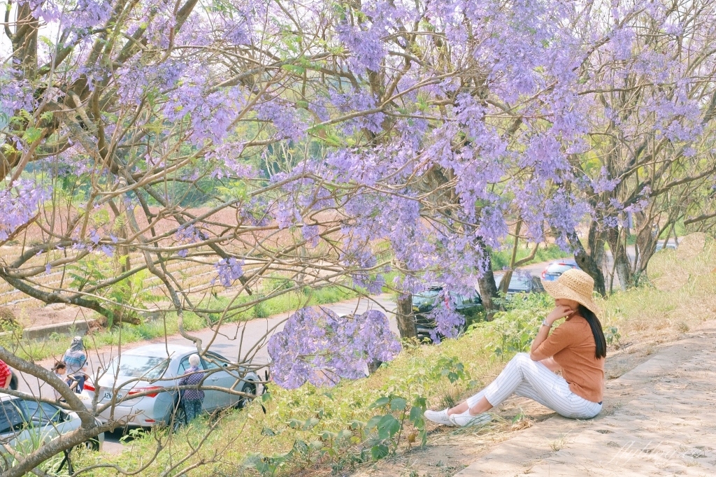 【嘉義東區】 嘉義藍花楹隧道：盧厝堤防藍花楹漸開中，紫色浪漫綿延800公尺 @飛天璇的口袋