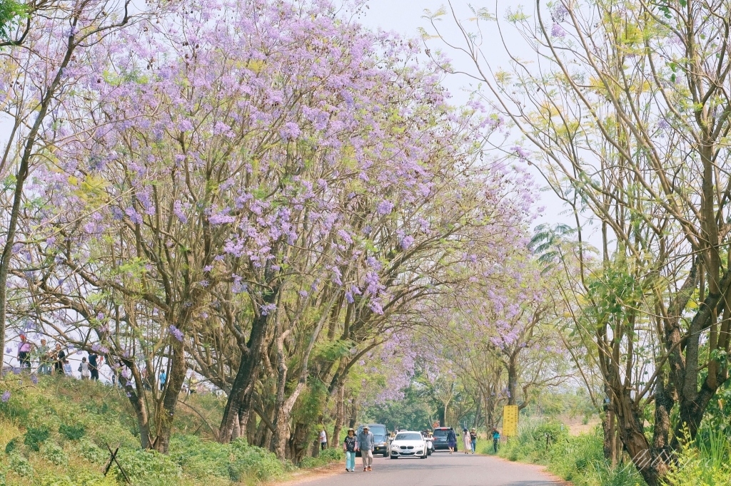 【嘉義東區】 嘉義藍花楹隧道：盧厝堤防藍花楹漸開中，紫色浪漫綿延800公尺 @飛天璇的口袋
