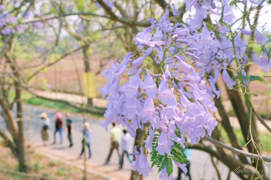 【嘉義東區】 嘉義藍花楹隧道：盧厝堤防藍花楹漸開中，紫色浪漫綿延800公尺 @飛天璇的口袋