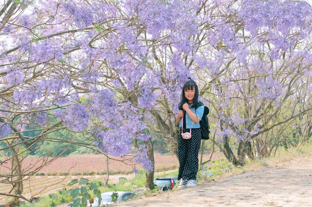 【嘉義東區】 嘉義藍花楹隧道：盧厝堤防藍花楹漸開中，紫色浪漫綿延800公尺 @飛天璇的口袋