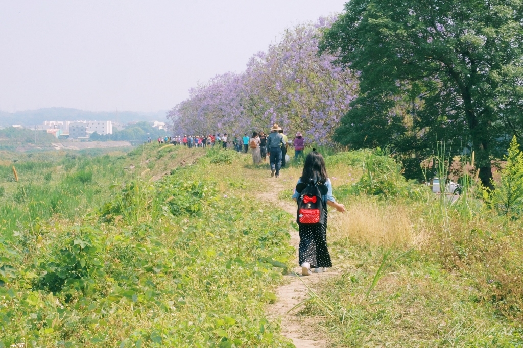 【嘉義東區】 嘉義藍花楹隧道：盧厝堤防藍花楹漸開中，紫色浪漫綿延800公尺 @飛天璇的口袋