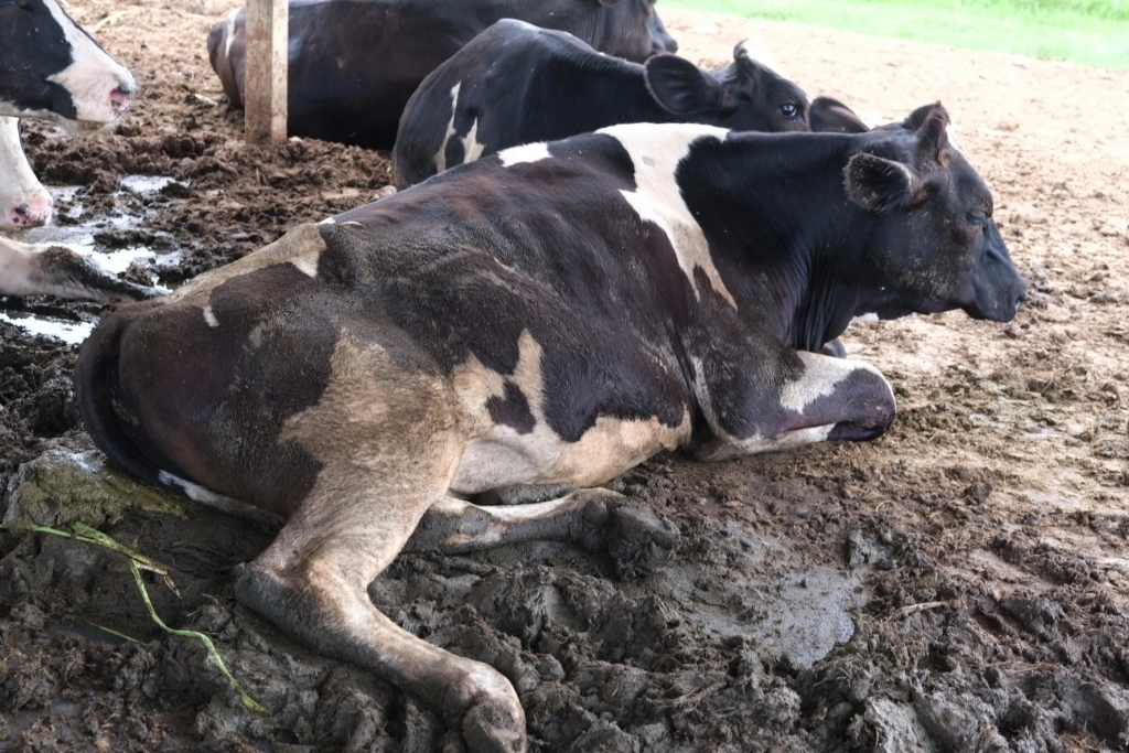 台東卑南｜初鹿牧場，幅員遼闊的親子旅遊景點，滾草區、餵食區、動物區、森林浴區 @飛天璇的口袋