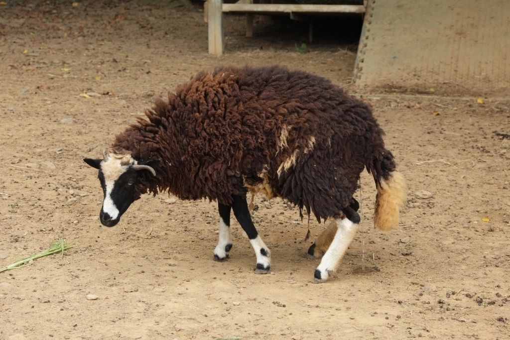 台東卑南｜初鹿牧場，幅員遼闊的親子旅遊景點，滾草區、餵食區、動物區、森林浴區 @飛天璇的口袋