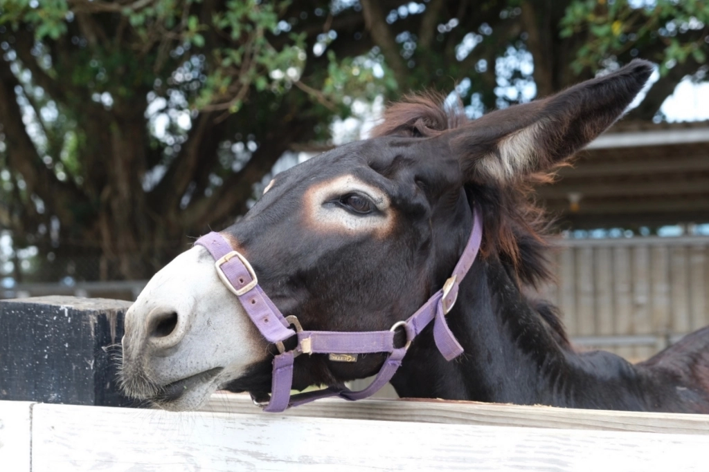 台東卑南｜初鹿牧場，幅員遼闊的親子旅遊景點，滾草區、餵食區、動物區、森林浴區 @飛天璇的口袋