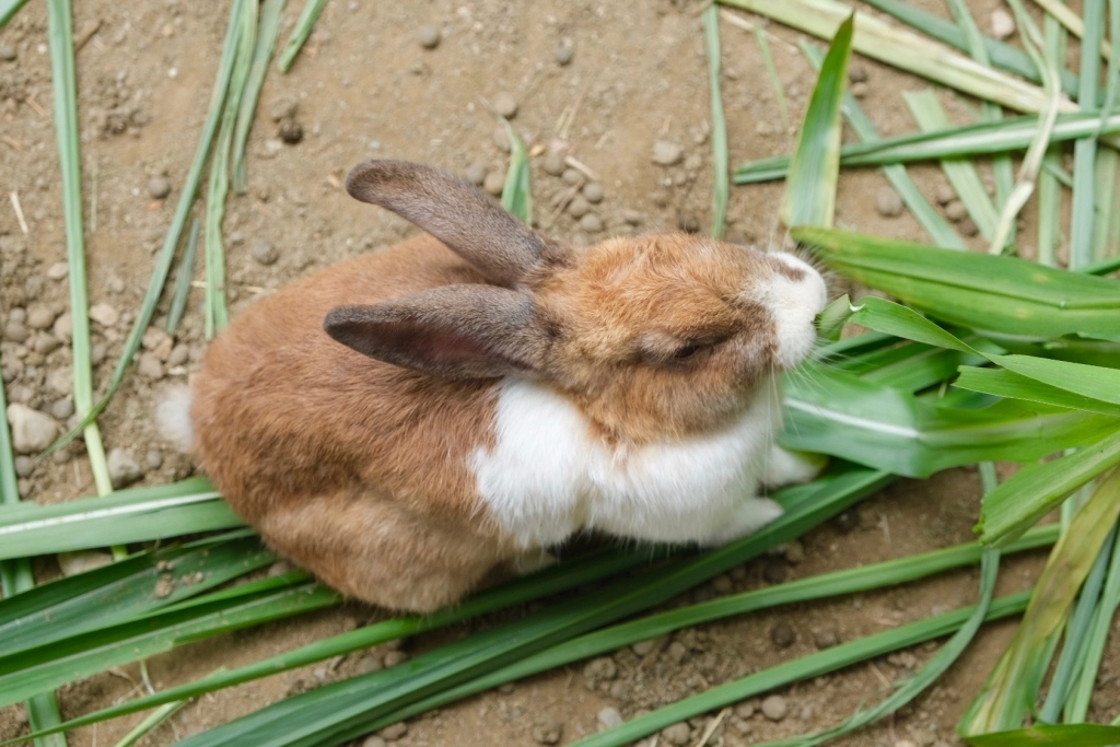 台東卑南｜初鹿牧場，幅員遼闊的親子旅遊景點，滾草區、餵食區、動物區、森林浴區 @飛天璇的口袋