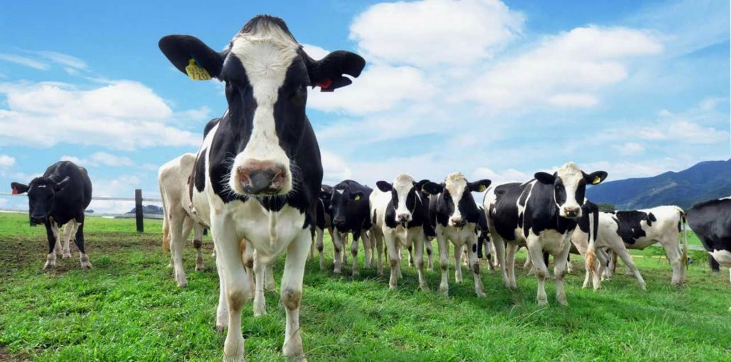 台東卑南｜初鹿牧場，幅員遼闊的親子旅遊景點，滾草區、餵食區、動物區、森林浴區 @飛天璇的口袋