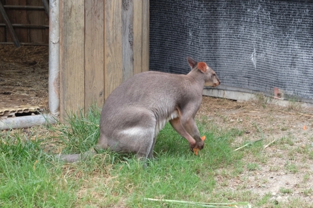 台東卑南｜初鹿牧場，幅員遼闊的親子旅遊景點，滾草區、餵食區、動物區、森林浴區 @飛天璇的口袋