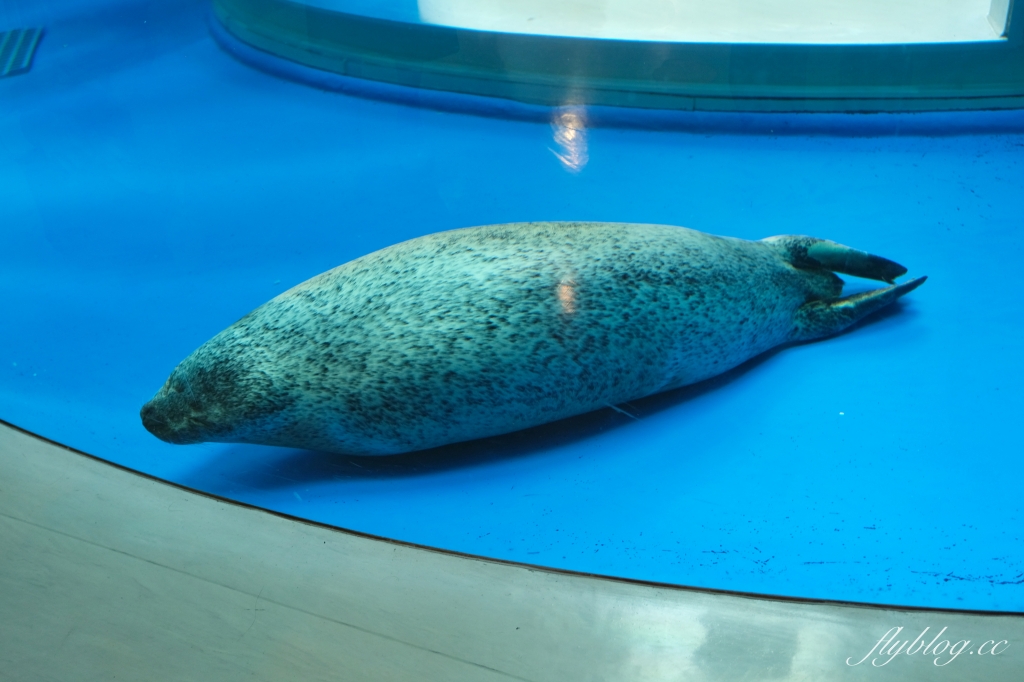 桃園中壢｜Xpark．來自日本八景島的水族館，票價、交通、環境、必拍一次看 @飛天璇的口袋