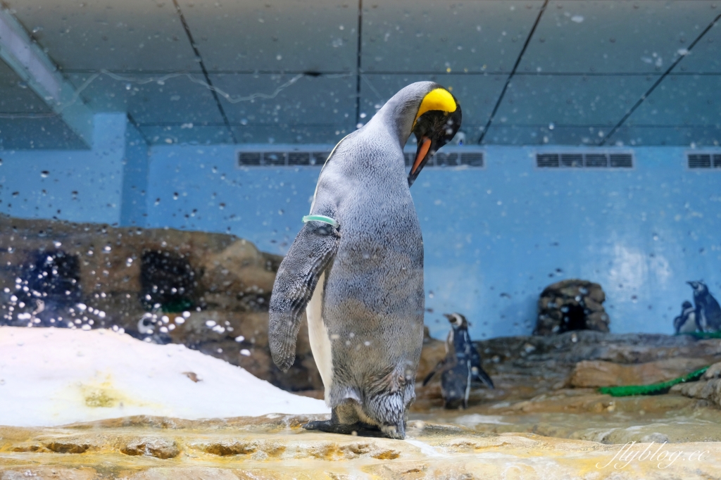 桃園中壢|Xpark.來自日本八景島的水族館,票價、交通、環境、必拍一次看 @飛天璇的口袋 桃園中壢|Xpark.來自日本八景島的水族館,票價、交通、環境、必拍一次看 @飛天璇的口袋